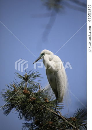 Beautiful scenery with great egret Beautiful scenery with great egret 65051892
