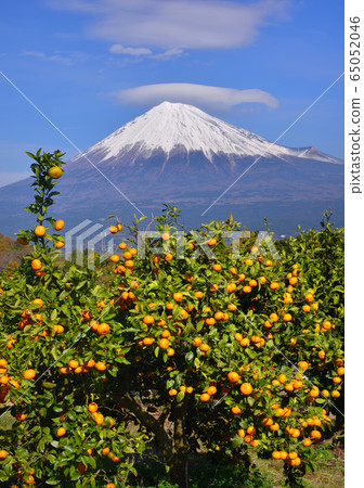 橘園和富士山333012 橘園和富士山333012 65052046