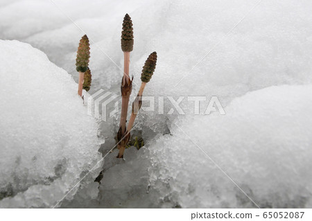 馬尾在雪地裡02 65052087