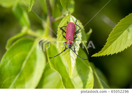 Benikamikiri 65052296