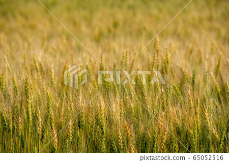 Wheat field began to color 65052516