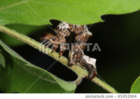 Living creature Insect Okamoto Togedashak, which seems to mimic bird droppings Living creature Insect Okamoto Togedashak, which seems to mimic bird droppings 65052604