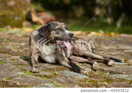 Dog panting heavily in heat 65053012