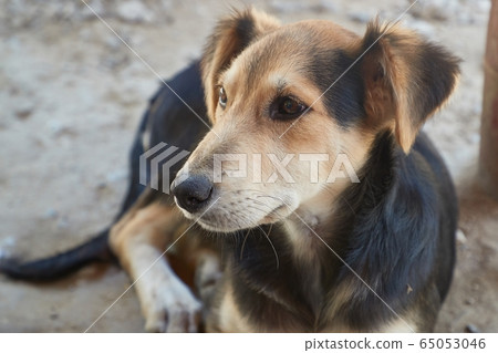 Dog sitting in the dust 65053046