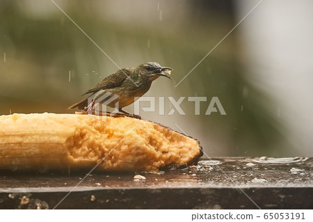Small tropical bird in a rainforest, red-legged honeycreeper Small tropical bird in a rainforest, red-legged honeycreeper 65053191