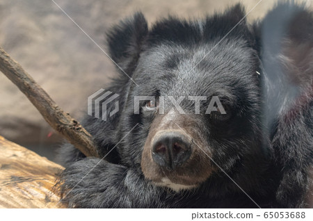Himalayan bear 65053688