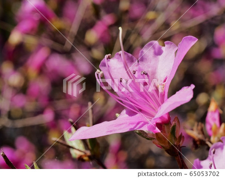 Flowers of azalea azalea coloring spring of satoyama Flowers of azalea azalea coloring spring of satoyama 65053702
