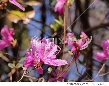 Flowers of azalea azalea coloring spring of satoyama Flowers of azalea azalea coloring spring of satoyama 65053719