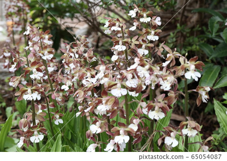 鵝卵石鮮花盛開 65054087