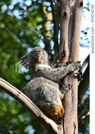 Koala Koala 65054286