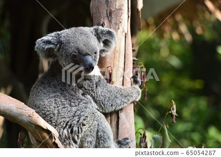 Koala Koala 65054287
