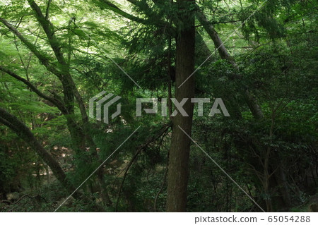 In the forest In the forest 65054288