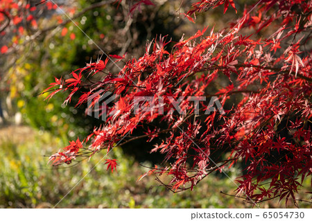 Autumn leaves 65054730