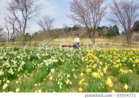 Taking a portrait of a daffodil community and a woman at Tamagawa Park, Setana Town, Hokkaido Taking a portrait of a daffodil community and a woman at Tamagawa Park, Setana Town, Hokkaido 65054773