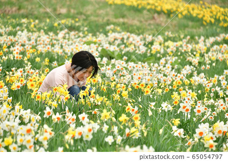 Taking a portrait of a daffodil community and a woman at Tamagawa Park, Setana Town, Hokkaido Taking a portrait of a daffodil community and a woman at Tamagawa Park, Setana Town, Hokkaido 65054797