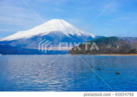 Mount Fuji from the shore of Lake Yamanaka where the Coot swims 65054798