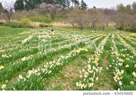 在北海道世田那町多摩川公園拍攝水仙花社區和一名婦女的肖像 65054800