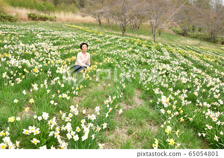 在北海道世田那町多摩川公園拍攝水仙花社區和一名婦女的肖像 65054801