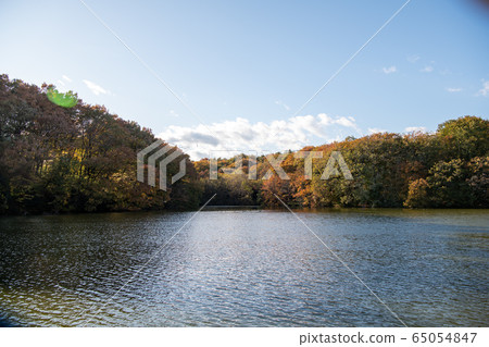 Autumn leaves 65054847