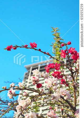Hana Peach / Genpei Rei Peach 65055259