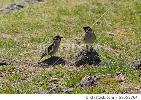 Two sparrows talking 65055764
