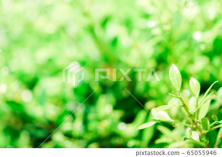 Blur closed up green leaf background. 65055946