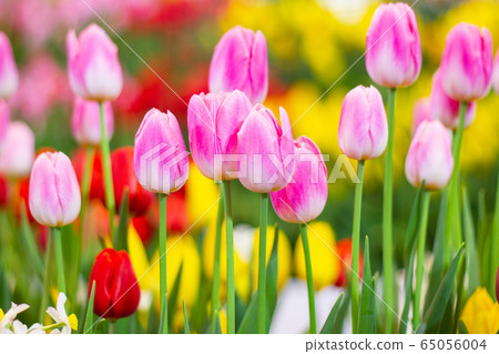 Pink tulips flower, beautifuly flower in garden 65056004