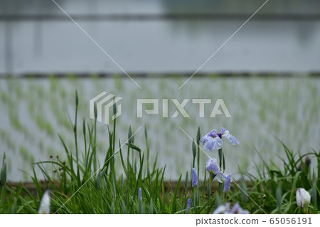 在桐生市虹膜城堡虹膜花園的雨季開花的鳶尾花和水田 在桐生市虹膜城堡虹膜花園的雨季開花的鳶尾花和水田 65056191