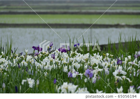 Flower irises and paddy fields blooming in the rainy season at Kiri-shi iris castle iris garden Flower irises and paddy fields blooming in the rainy season at Kiri-shi iris castle iris garden 65056194