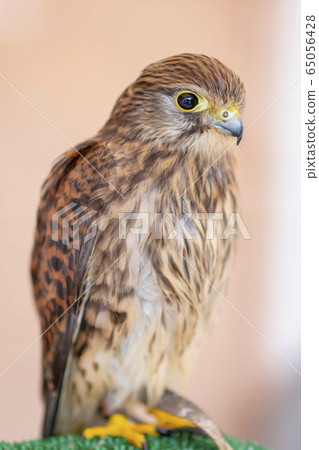 Falcon, bird, animal Falcon, bird, animal 65056428