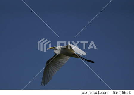 Tottori Four Seasons Walk Summer Falcon Festival 65056698