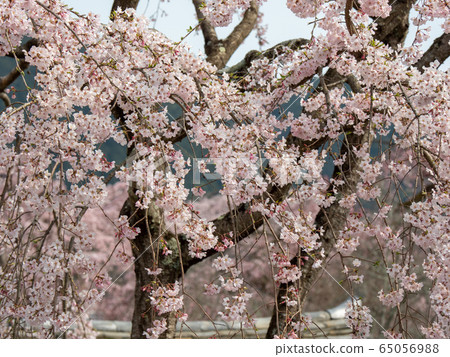 Cherry blossoms at Daigoji Cherry blossoms at Daigoji 65056988