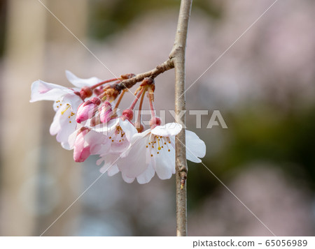 Cherry blossoms at Daigoji Cherry blossoms at Daigoji 65056989