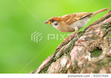 Sparrow, bird, pine Sparrow, bird, pine 65057484