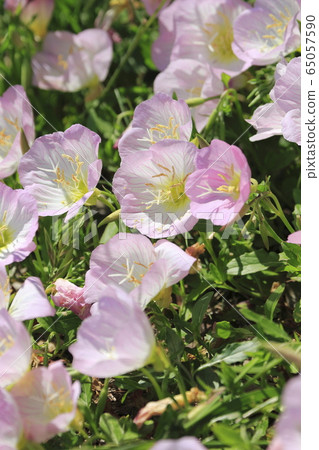 Day Saki Evening Primrose Day Saki Evening Primrose 65057590