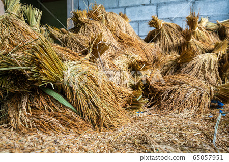 Paddy rice post harvest keep in rice house Paddy rice post harvest keep in rice house 65057951