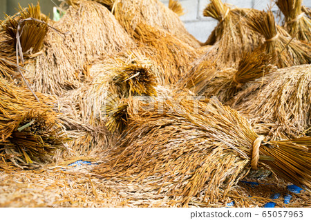 Paddy rice post harvest keep in rice house 65057963