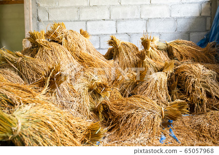 Paddy rice post harvest keep in rice house Paddy rice post harvest keep in rice house 65057968