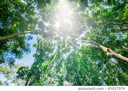 Para rubber green tree leaf with sun light Para rubber green tree leaf with sun light 65057974