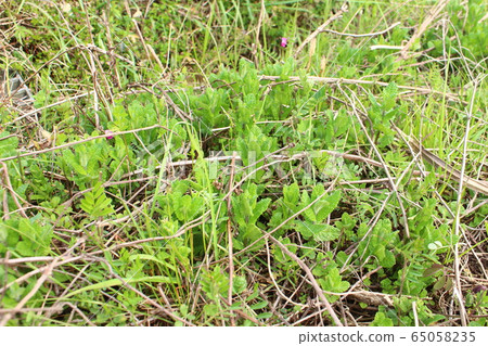 蘋果薄荷的野生芽 65058235