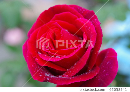 This is Rose Mr. Lincoln. 65058341