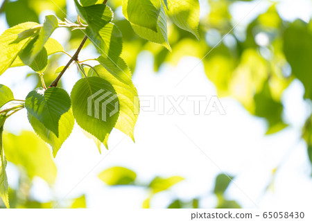 Fresh green and light Fresh green and light 65058430
