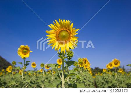 Closeup Beautiful of a Sunflower or Helianthus in Sunflower Field, Bright yellow sunflower Lopburi, Thailandnd 65058573