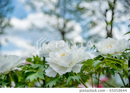 Mie Prefecture Inabe Agricultural Park Botanen Shirotan 65058644