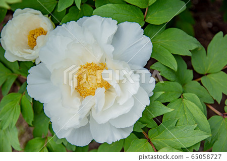 Mie Prefecture Inabe Agricultural Park Botanen Shirotan 65058727