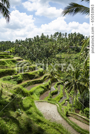 Bali rice terrace 65058963