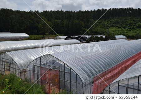 Greenhouse greenhouse cultivation Greenhouse greenhouse cultivation 65059144