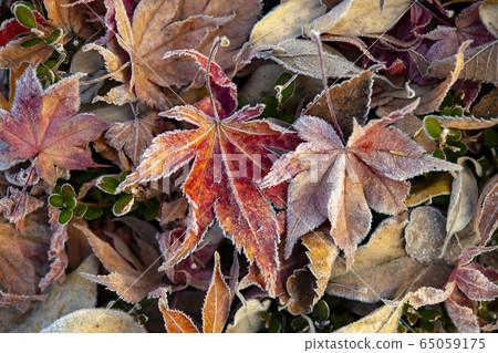 秋天,樹葉,霜凍 秋天,樹葉,霜凍 65059175