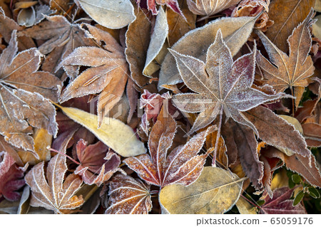 秋天,樹葉,霜凍 秋天,樹葉,霜凍 65059176