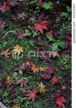 Daiyuzan Saijoji Temple, autumn, fallen leaves 65059407